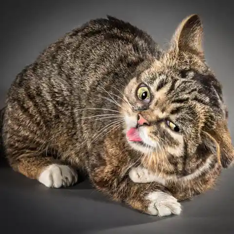 9 World’s Least Photogenic Cats