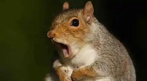 10 Squirrels Who Have a Major Case of the Mondays