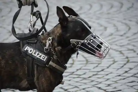 A Great Police Dog