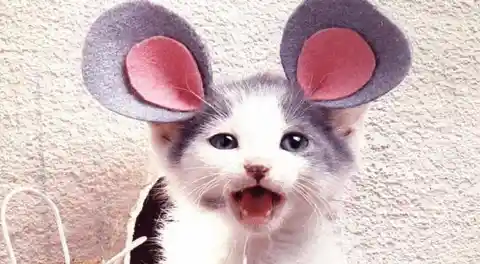 10 Cats Who Hate Their Halloween Costumes