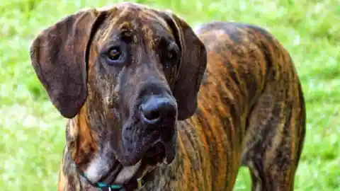 Avoid These 9 Dangerous Dog Breeds at All Costs