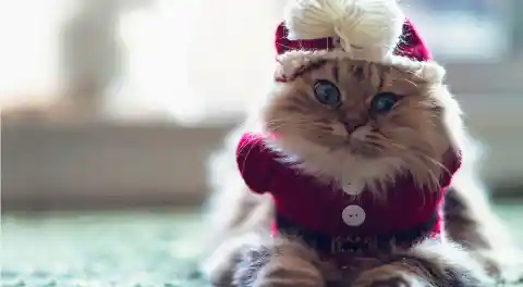 10 Cats Who Hate Their Halloween Costumes